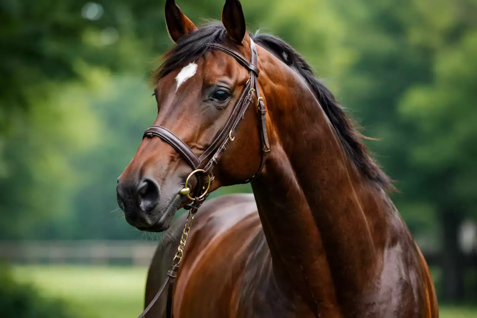 Detailaufnahme eines Rennpferdes mit glänzendem Fell
